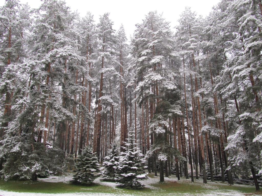 Apartments Markoni Zlatibor Dış mekan fotoğraf